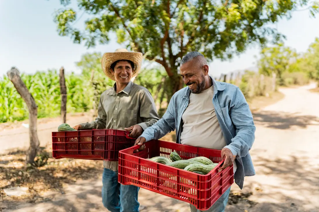 Dois produtores sorriem enquanto carregam caixas vermelhas cheias de melancias por uma estrada rural.